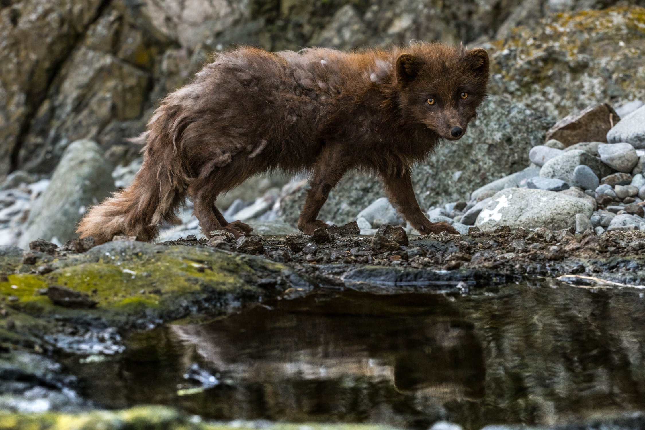 Голубой песец