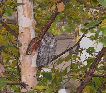 "Сова на дереве сидела, и во все глаза глядела"