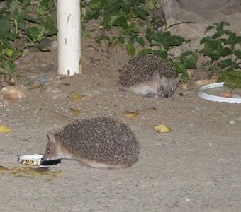 Семейка колючих