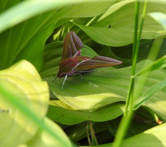 Убежище мотылька