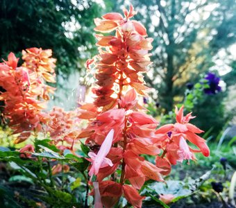 Свет сквозь огненный цветок