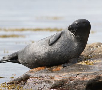 Бдительное око