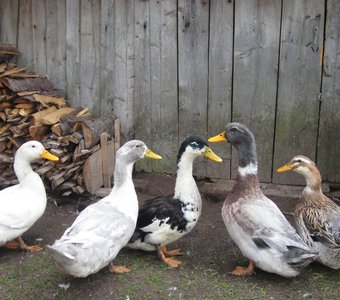 Гуси,гуси га, га,га