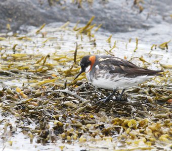Полезное с приятным