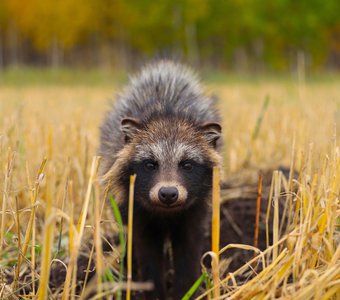 Енотовидная собака