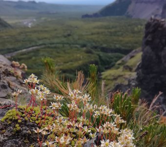 Камчатские цветы