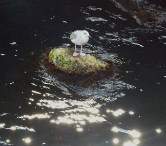 Островок спокойствия