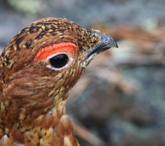 Океан стрстей