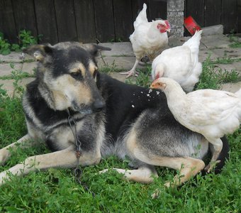 Верные друзья