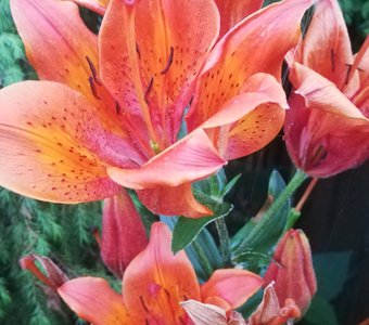 Огненный цветок