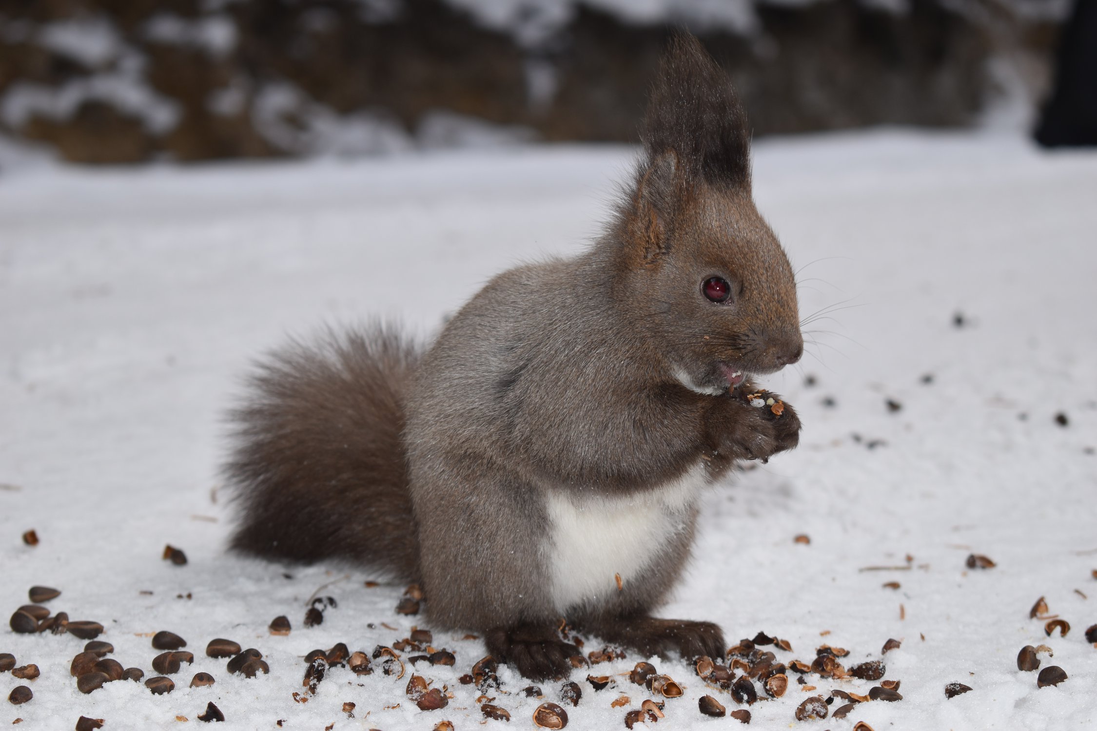 Да орешки все грызет