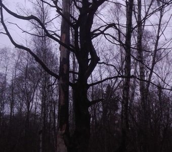 "Грузинский танец"