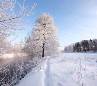 "Сахарное дерево" на речке в мороз