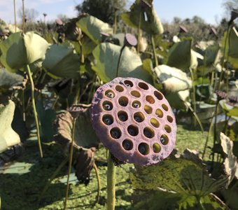 Лотосы в сентябре