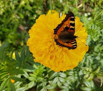 "Яркая красавица"