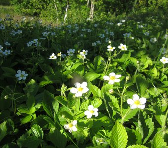 Земляничная поляна