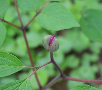 Пион обратнояйцевидный