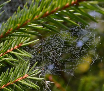 Осенняя паутина.