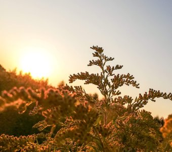 Закат сквозь цветы