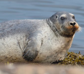 Валентинка
