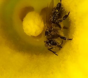 Труженица-пчела