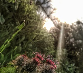 Колючая красота