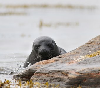 Заповедный спецназ
