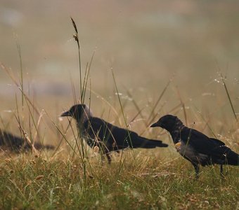 Утреннее построение