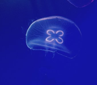 Петербургские медузы
