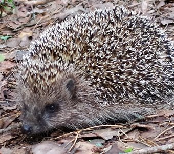 Колючий друг!