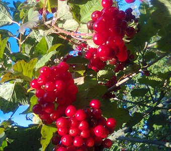 Ягода калина