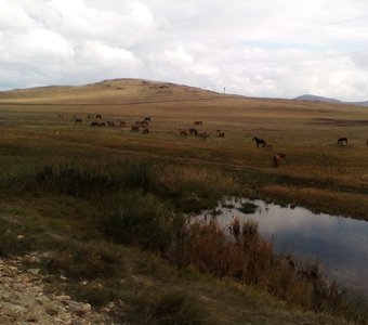 Башкирские красавцы