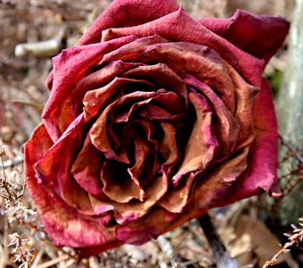 Ни что не вечно. Увядание