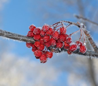 Зимняя рябина