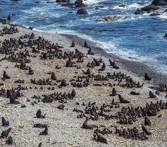 Лежбище Северных морских котиков о.Медный