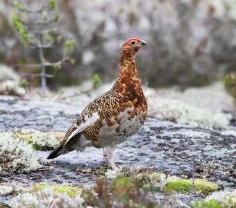 К съёмке готов!