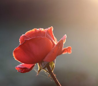 Последние тёплые лучи...