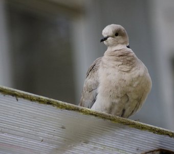 Одинокая горлица