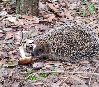 Ёжик и грибок