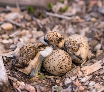 До третьей звезды