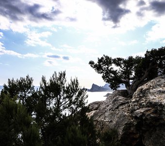 Тина камнях ростки деревья