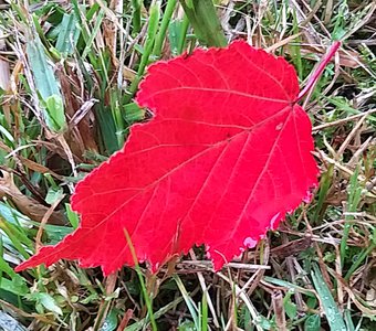 Красный лист боярышника