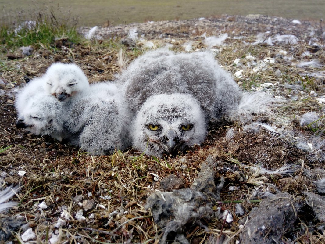 На следующей странице представлены фотографии морошки полярной совы кабана и косули