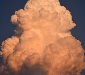 похожая на гриб...