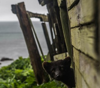 Вы кто такие? Я вас не звал.