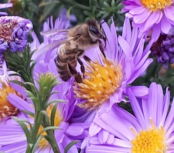Пчёлка-трудоголик