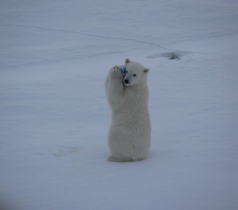Сладкоежка