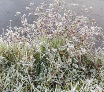 Хрустальные цветы