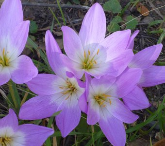 Одни из последних