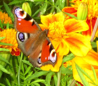 Бархатное чудо